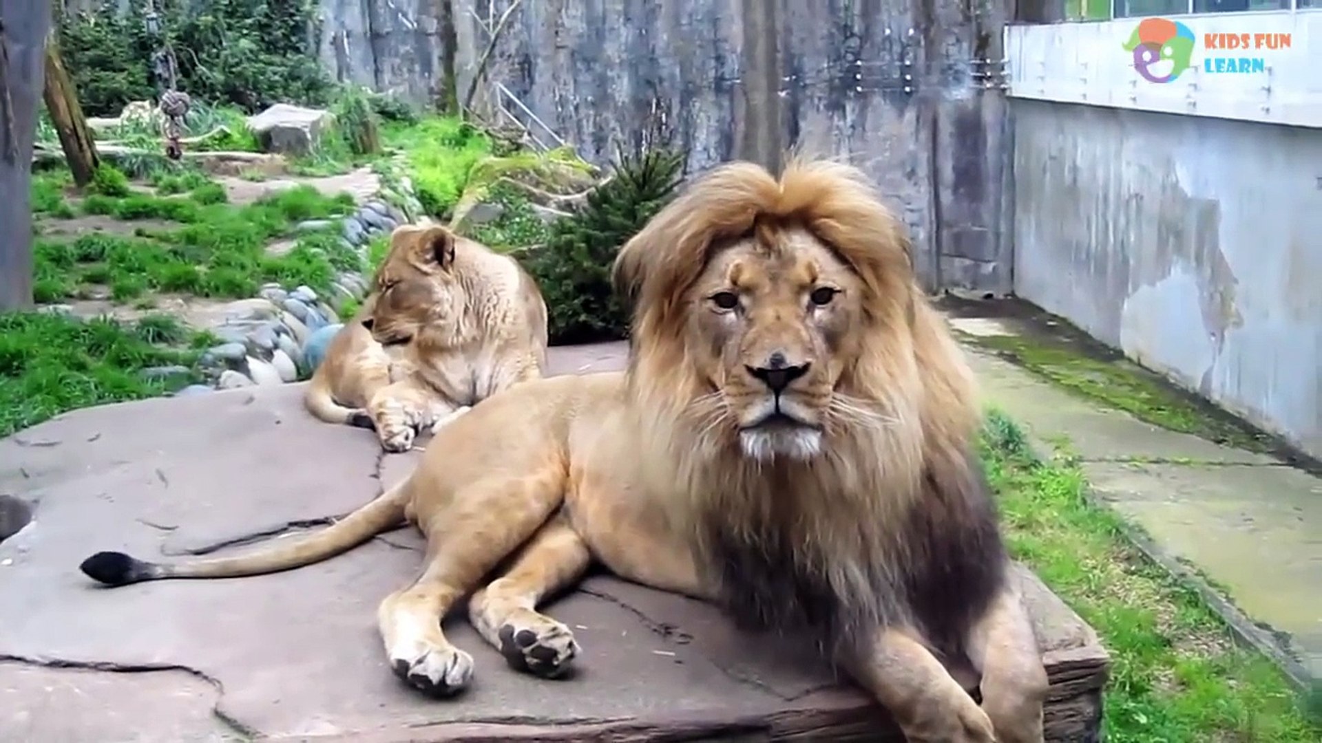 Kids and wild animals At The Zoo: Rainforest Animals and African animals - Animals learn for kids