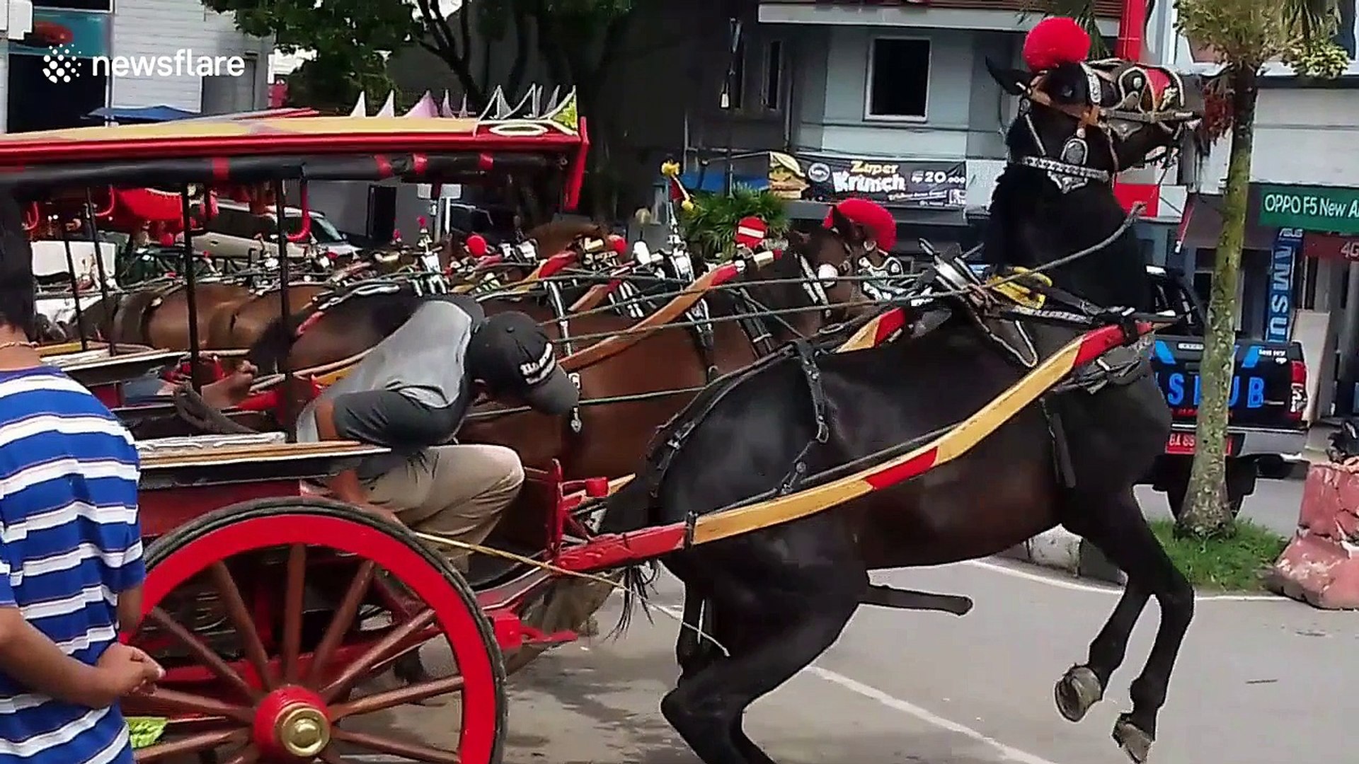 Coachman tries desperately to calm aroused horse at tourist spot