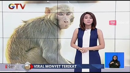 Dua Ekor Monyet Saling Pelukan diantara Rantai