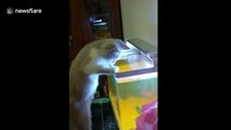 Cat jumps into aquarium to grab at fish