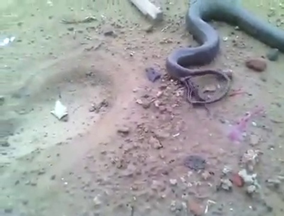 VERY RARE VIDEO OF SNAKE  by R ENTERTAINMENT