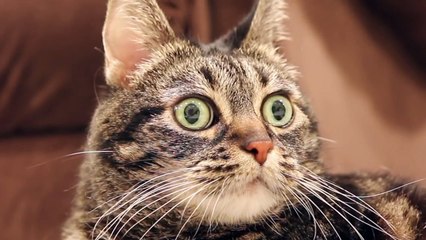 I Love My Kitty Cat - Parry Gripp