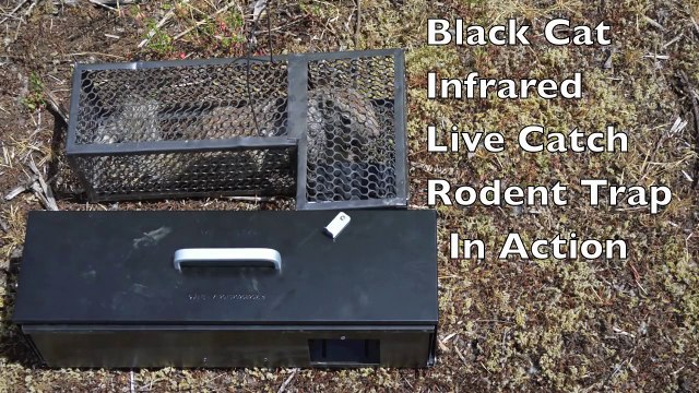 High Tech Trap That Swallows Rodents Alive. Infrared Black Cat Live Catch Rat Trap In Action.