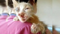 kitten Rejected For Being Too Ugly Is Saved By 7 Year Old Girl