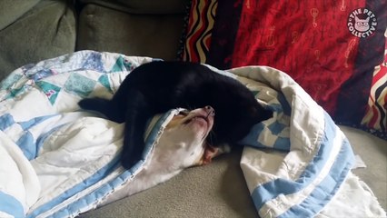 Adrenaline Cats | Funny Cat Video Compilation 2017