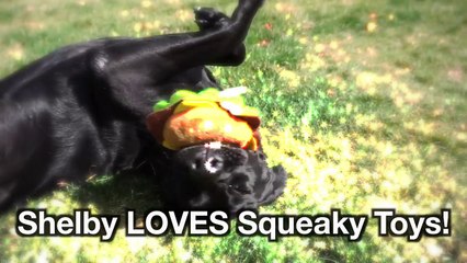 Talking Kitty Cat 54 - The dog ate WHAT!?