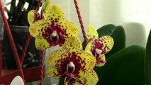 How to care for Phalaenopsis Orchids - Watering, fertilizing, reblooming