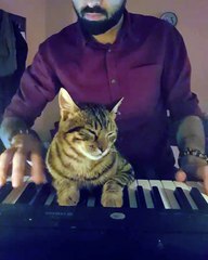 Un musicien joue du piano avec un adorable chat