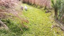 Un papa labrador apprend à nager à ses chiots