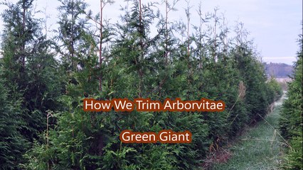 About  Arborvitae Care....Trimming