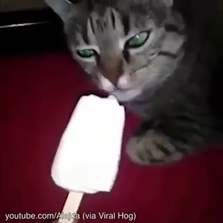Cat brain freeze
