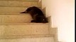 Cat walking down the steps