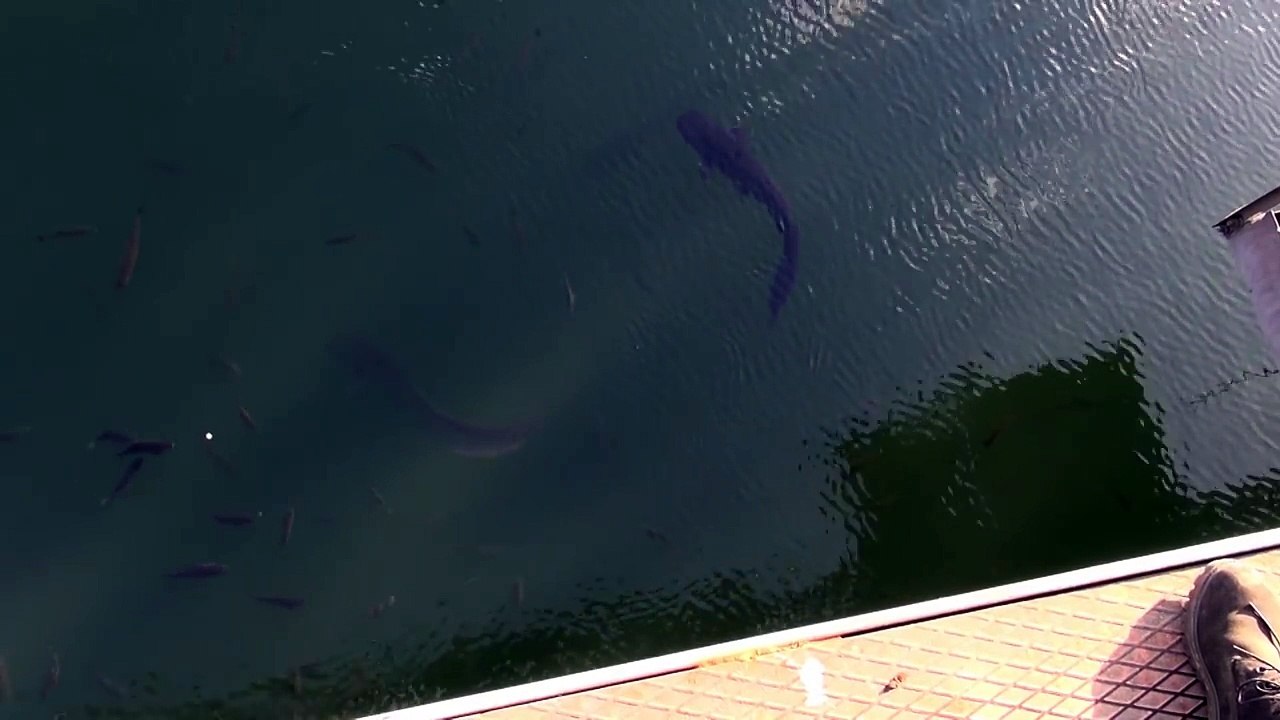 chernobyl cooling pond giant radioactive mutated wels catfish? video