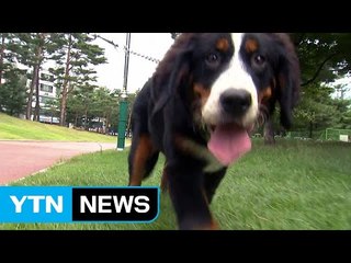 '입마개' 맹견 범위 늘리고 개 주인 처벌 강화 / YTN