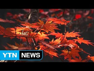 화려해지는 가을산, 방심하면 산행 사고 / YTN