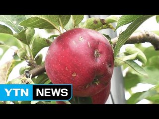 [좋은뉴스] 우박 맞은 '보조개 사과' 팔아주기 훈훈 / YTN
