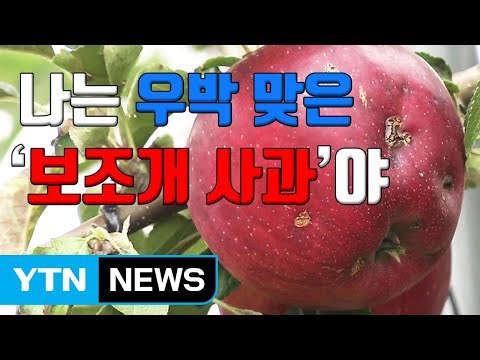 [자막뉴스] 우박 맞은 '보조개 사과', 저희가 살게요 / YTN