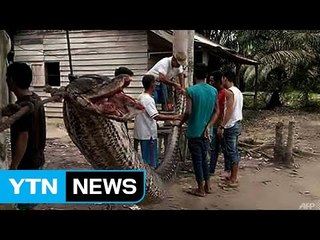 인도네시아서 7.8ｍ 괴물 비단뱀, 농장 경비원 공격 / YTN