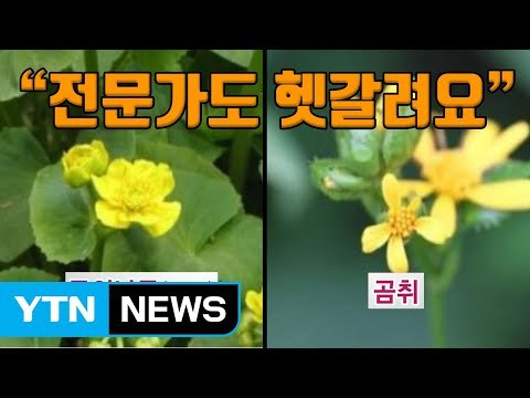 [자막뉴스] 전문가도 헷갈려요 독버섯·독초 주의 / YTN