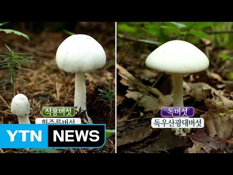 전문가도 헷갈려요 독버섯·독초 주의 / YTN