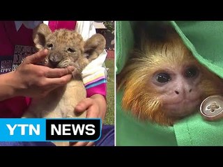 아기 동물들 "우리도 추석이 좋아" / YTN