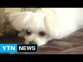 우리집 강아지도 '명절증후군'?...이것만은 주의하세요! / YTN