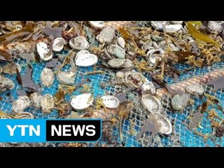 진도 전복 한 달 새 5백만 마리 집단 폐사 / YTN