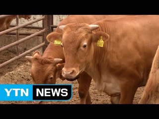 최고 품질의 한우...수입 쇠고기 파고 넘는다 / YTN