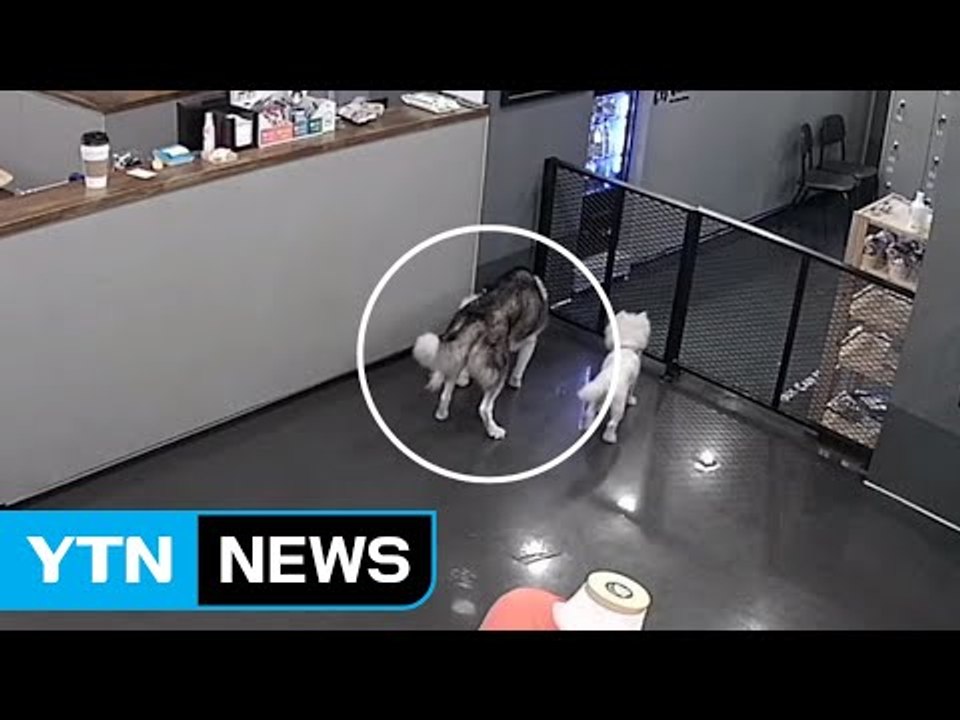 "동물카페에서 반려견 물려 죽었다"...'영업 방해' 40대 입건 / YTN