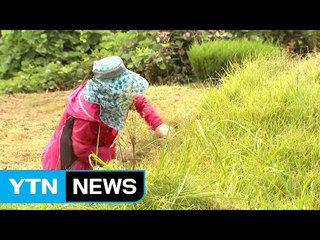 막바지 벌초 한창...벌초 문화도 변화 불가피할 듯 / YTN