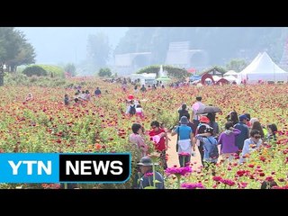산과 들 수놓은 가을...꽃 축제 가득 / YTN