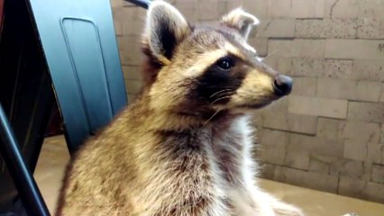 외래종 라쿤 인기, 제2의 뉴트리아 되나? / YTN