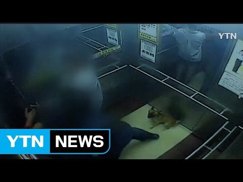 [영상] '애완견 목줄' 때문에 벌어진 끔찍한 사건 / YTN