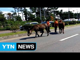 제주 도심 말 4마리 출현...30분간 소동 / YTN