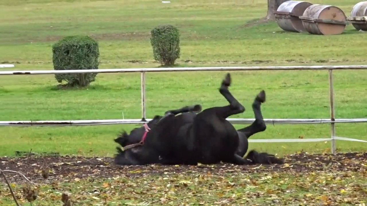 Vive l'automne ! Ce cheval s'éclate avec les feuilles mortes