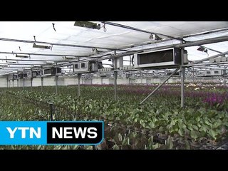 온실도 '스마트 시스템' 개발해 생산량 증가 / YTN