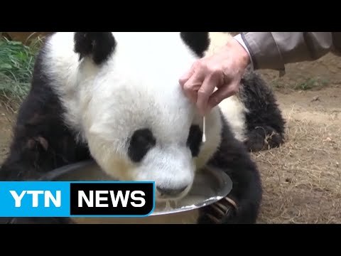 세계 최고령 판다, 37세 '바시' 숨져 / YTN