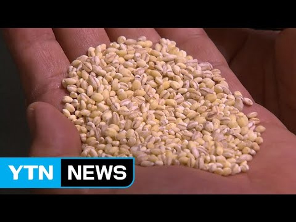 김제 대표 곡물 보리 첫 일본 수출 / YTN