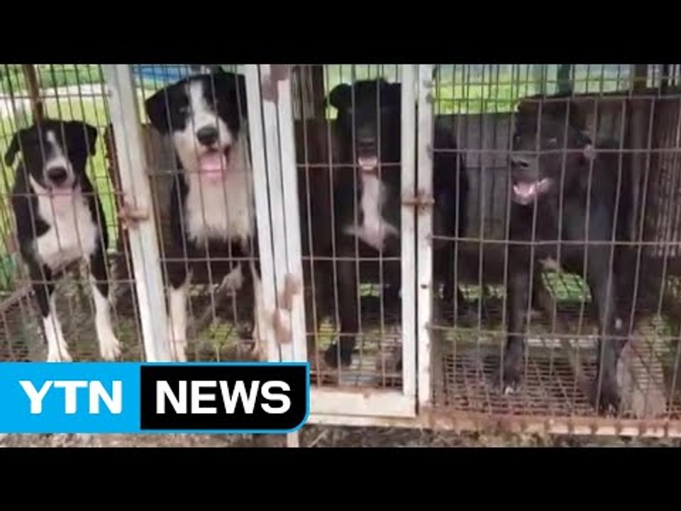 사냥개 4마리 풀어 놓고..."우리 개는 안 물어요" / YTN