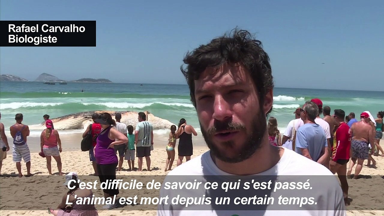 Brésil: une baleine s’échoue sur la plage d’Ipanema