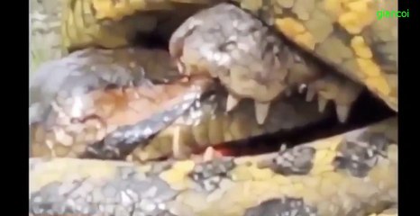 거대한 파이썬 가장 큰 뱀 | 거대한 아나콘다 아마존 강에 세계에서 가장 큰 뱀을 발견