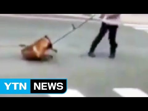 시장에서 탈출한 식용견, 30m 질질 끌고 간 종업원 입건 / YTN