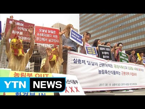 동물보호단체 살충제 달걀 원인 '밀집 사육' 폐지 촉구 / YTN