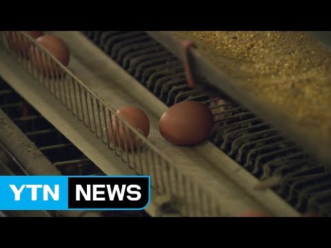 '살충제 달걀' 49곳 검출...전체 생산량의 4％ 차지 / YTN