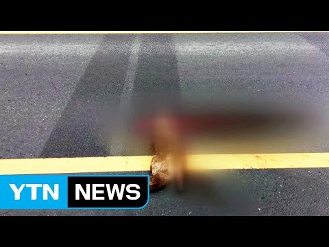 천연기념물 수달 전주서 연달아 '로드킬' / YTN