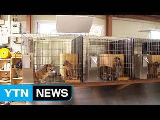 휴가철만 되면 버려지는 반려동물...죽음의 위기까지 / YTN