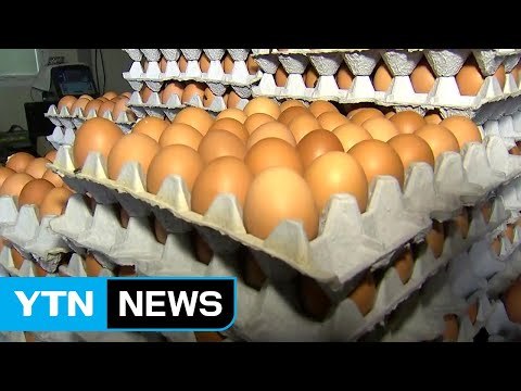 시도 교육청, 학교 급식에 달걀 사용 중지 / YTN