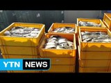 폭염에 수온 상승...포항 양식장 물고기 3만여 마리 폐사 / YTN