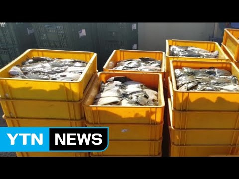 폭염에 수온 상승...포항 양식장 물고기 3만여 마리 폐사 / YTN