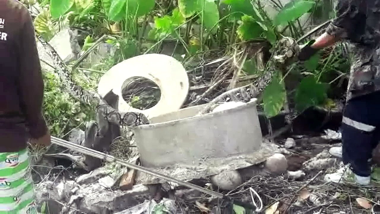 Snake Regurgitates Cat